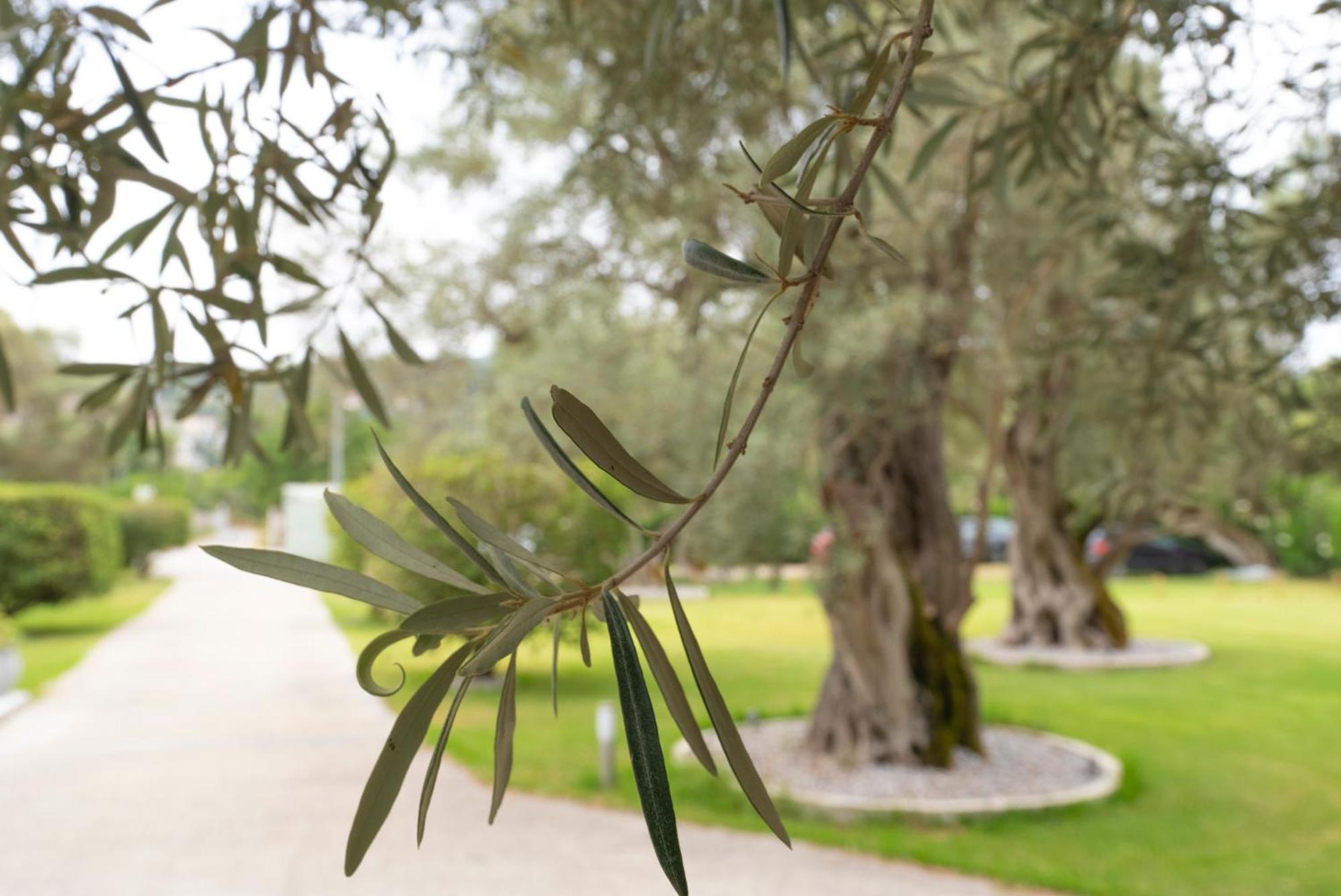 Elaia - & Apartment Lefkada City